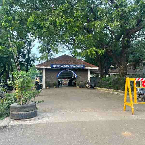 High-Quality Premium Grains